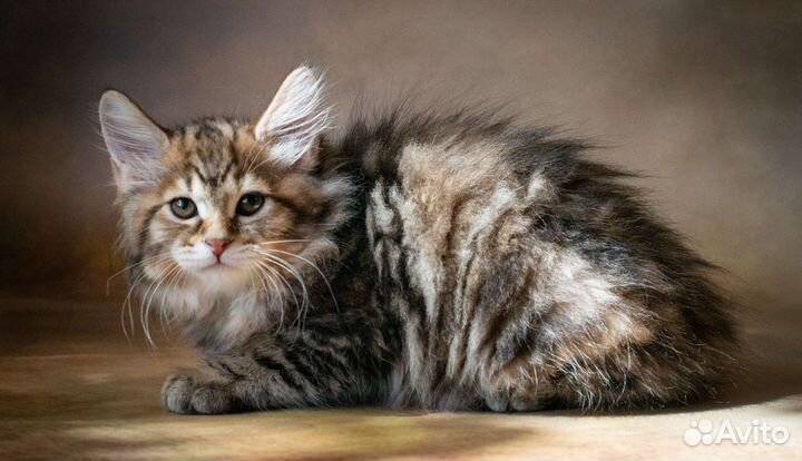 Курильский бобтейл. Прекрасные девочки