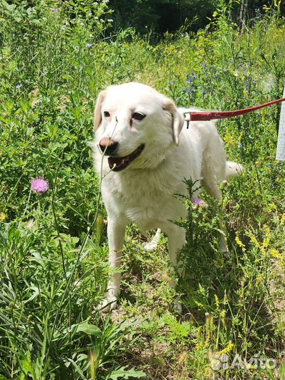 Милашка Белочка