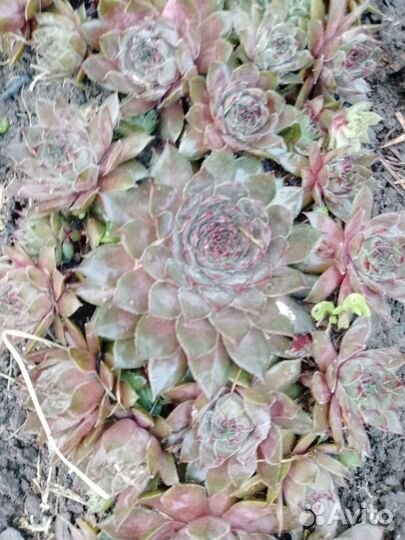 Камнеломки