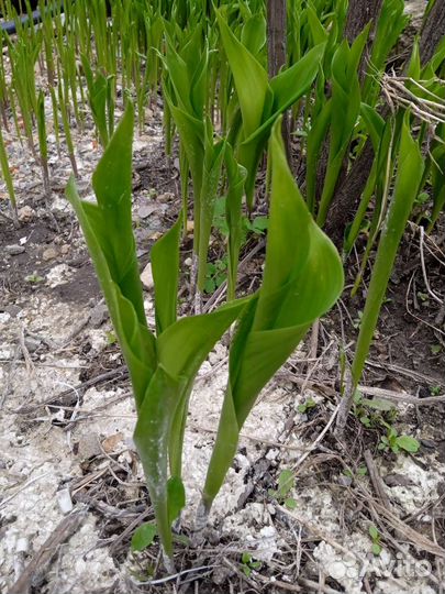 Ландыши саженцы