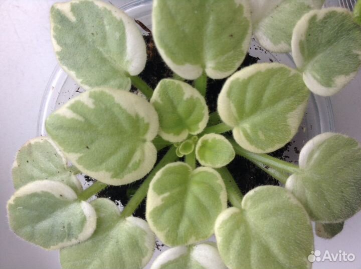 Листовые Химеры