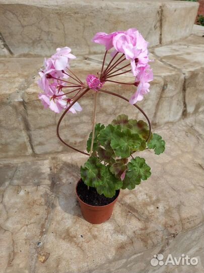 Пеларгония герань