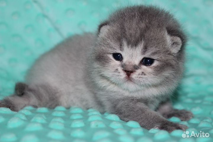 Шотландские котята