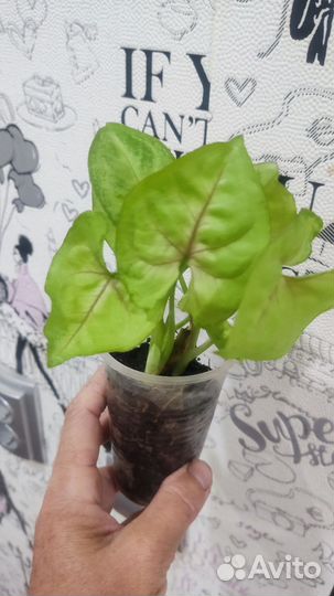 Комнатные цветы