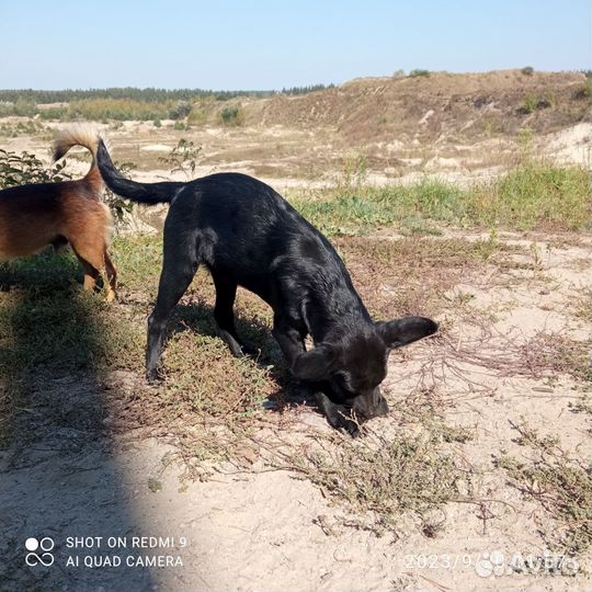 Собаки щенки бесплатно