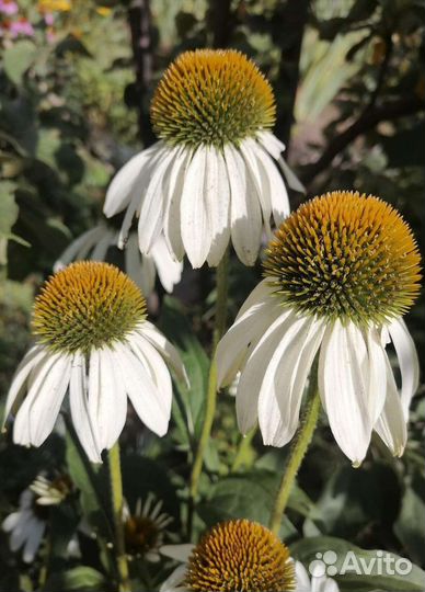 Эхинацея