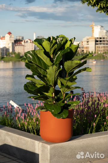 Фикус лирата бамбино