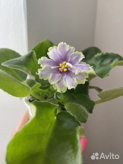 Фиалки сортовые