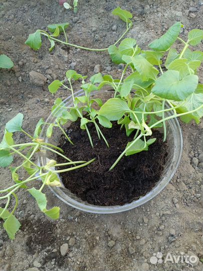 Рассада дыни