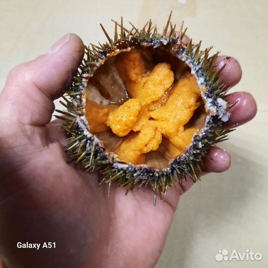 Икра морского ежа