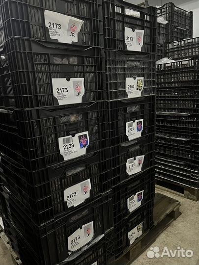 Луковицы лилии