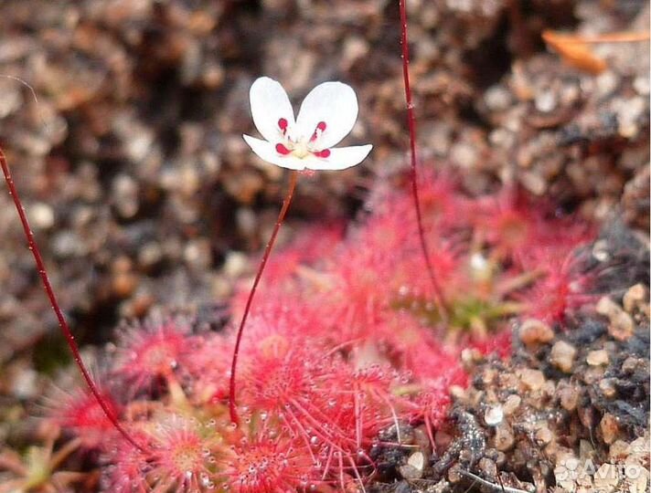 Хищное растение росянка drosera pygmaea pygmy