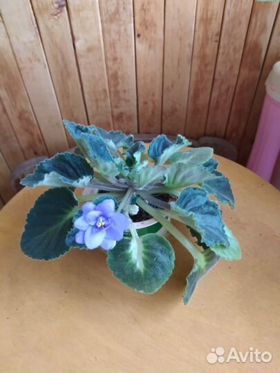 Фиалка сортовые