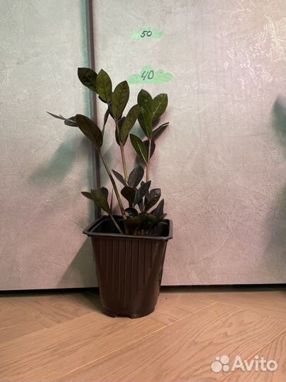 Замиокулькас черный ворон Raven