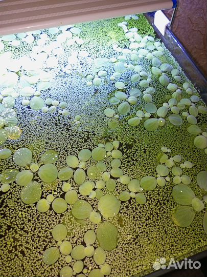 Ампулярии, растения, креветки в аквариум