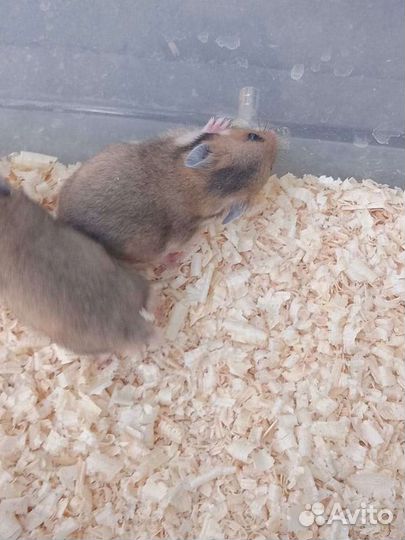 Сирийский хомяк