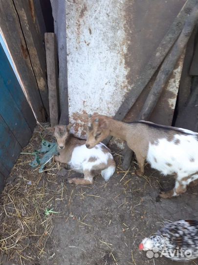 Камерунские козлята