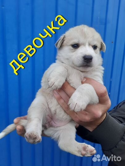 Собака в добрые руки отдам бесплатно