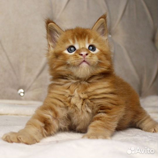 Котята из питомника