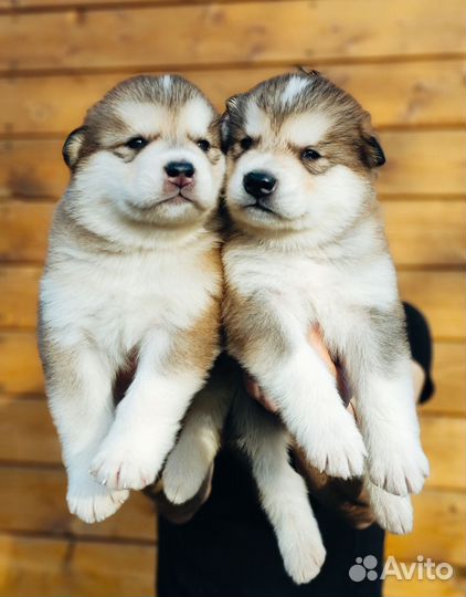 Аляскинский маламут щенки