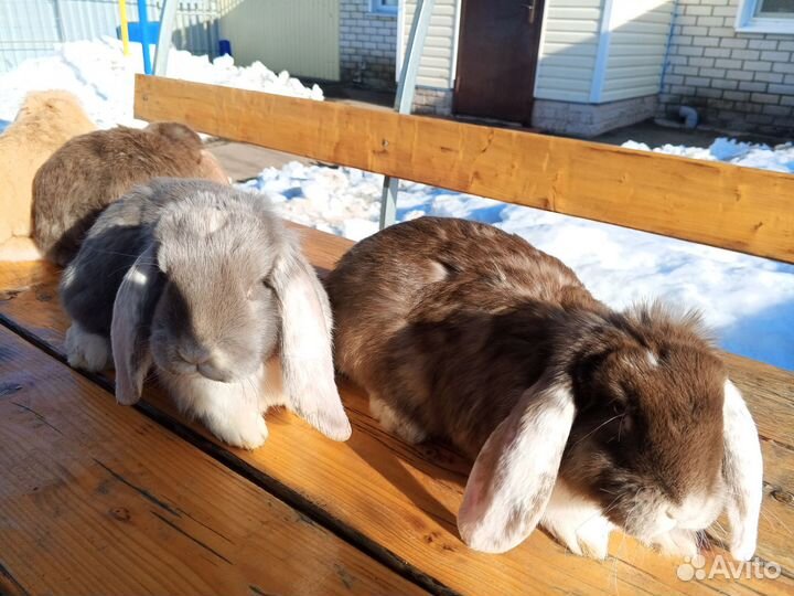 Французский баран