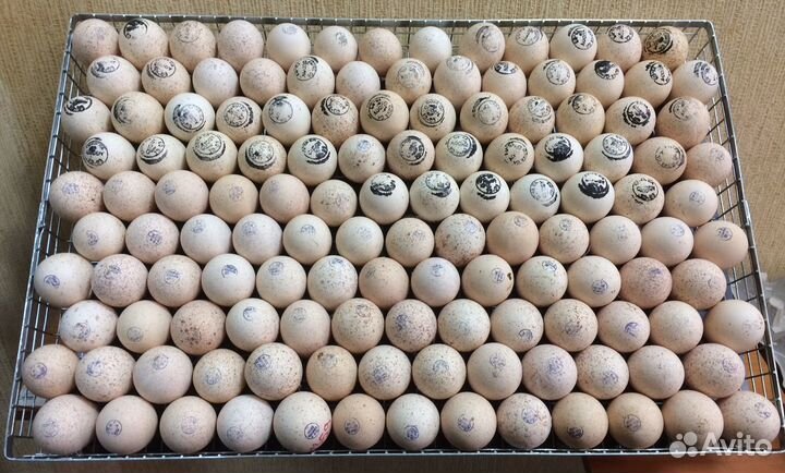 Инкубационное яйцо разных птиц