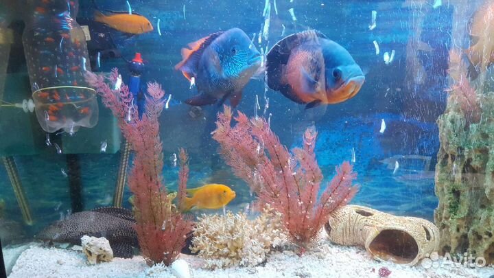 Корм для цихлид Тетра Tetra