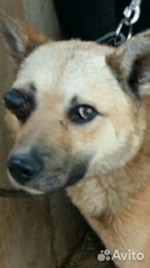 Ждет своего человека