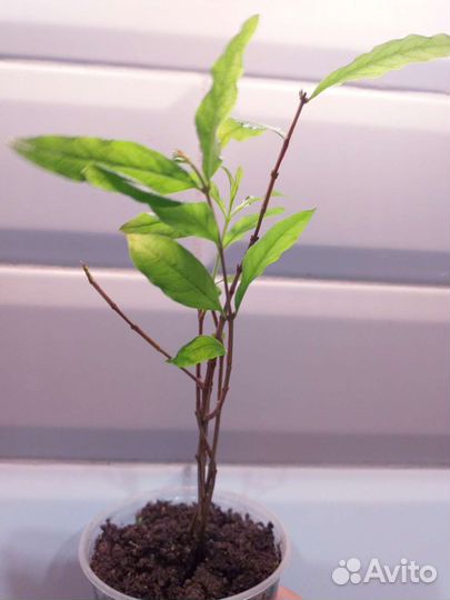 Гранат комнатный