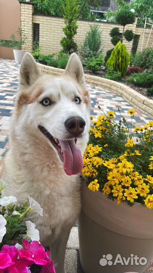 Помесь хаски