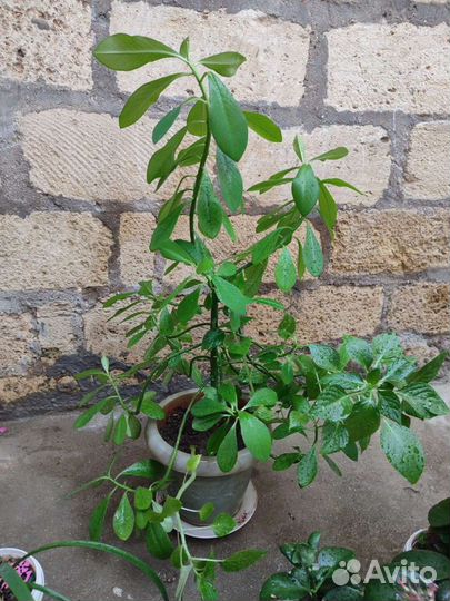 Комнатные растения - каланхоэ, синадениум