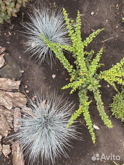 Овсянница сизая (большие кочки)