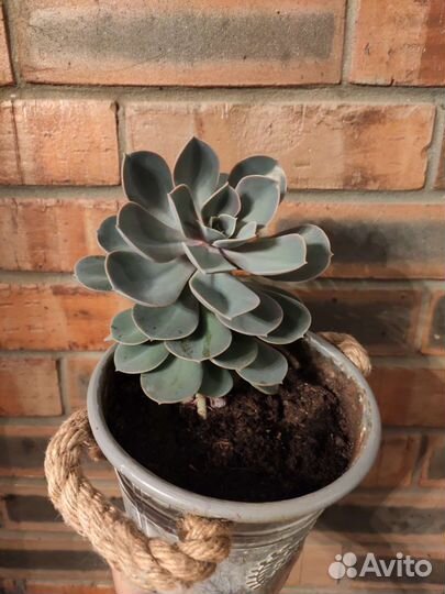 Суккуленты, эхеверия