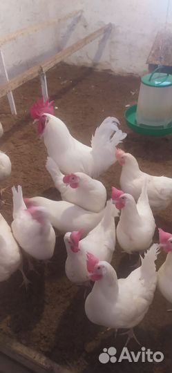 Инкубационное яйцо