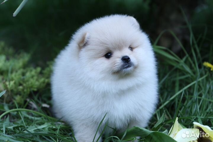 Шпиц мальчик