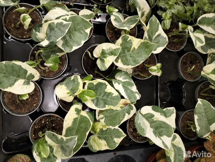 Сциндапсус/эпипремнум