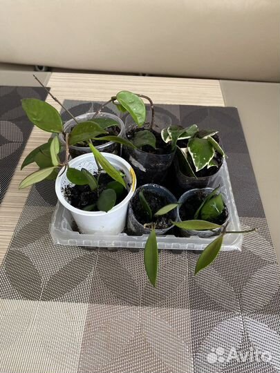 Хойи, Фикус Бенджамина укоренившиеся отводки