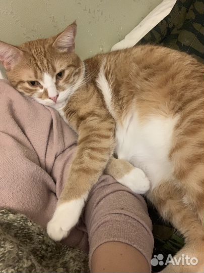 Кот в добрые руки