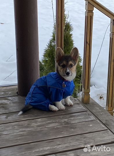 Дождевик для щенка корги/таксы