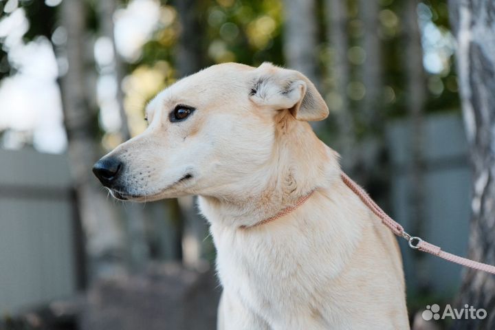 Маленькая собака бесплатно