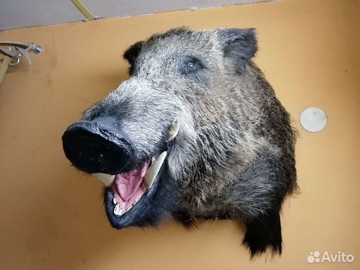 Чучело дикого кабана