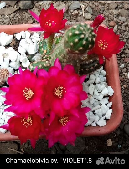 Хамеолобивия (Chamaelobivia)