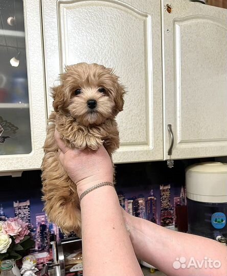 Мальтипу ф1 кукольный малыш Бонечка