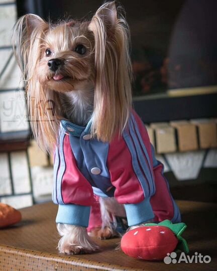 Костюмчики для собак