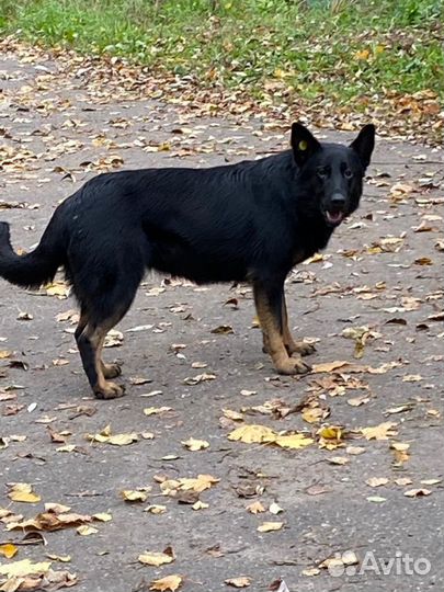 Герда ищет дом