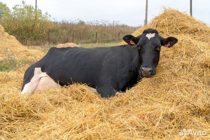 Племенные нетели черно-пестрой породы