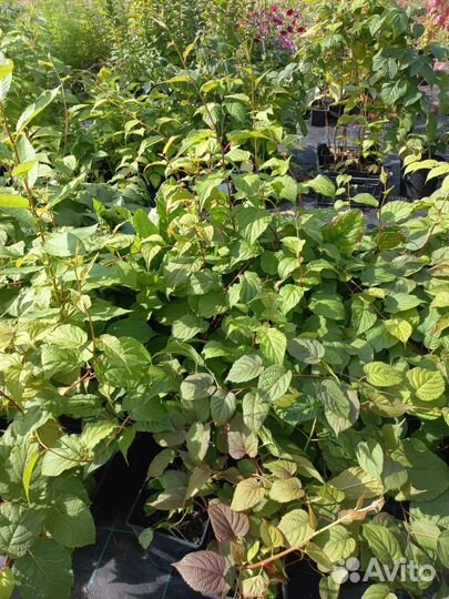 Актинидия коломикта