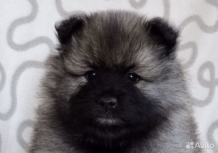 Щеночки волчьего шпица