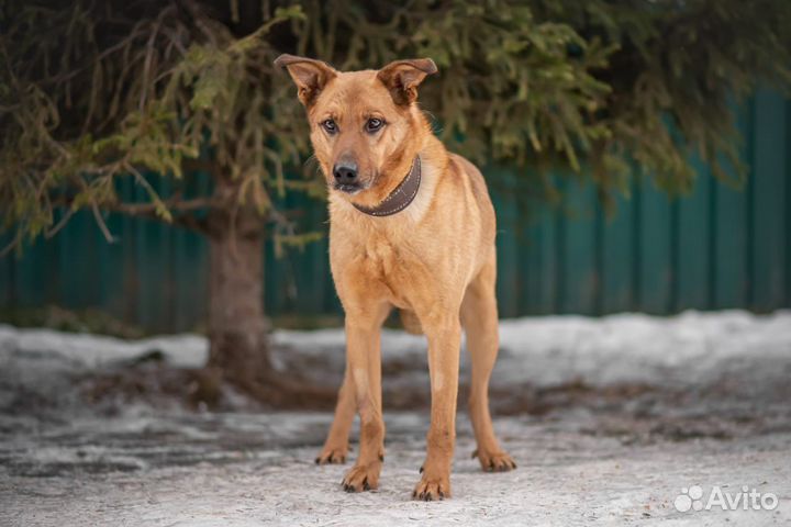 Собака Киоки