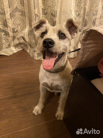 Найдена собака Краснодар